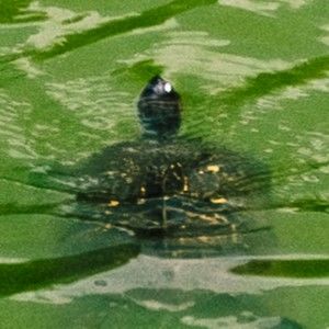 Meet your Posher, Nelson